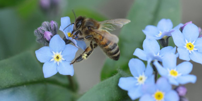 Bij op bloem