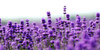 12 Lavendel Gebruikerstips